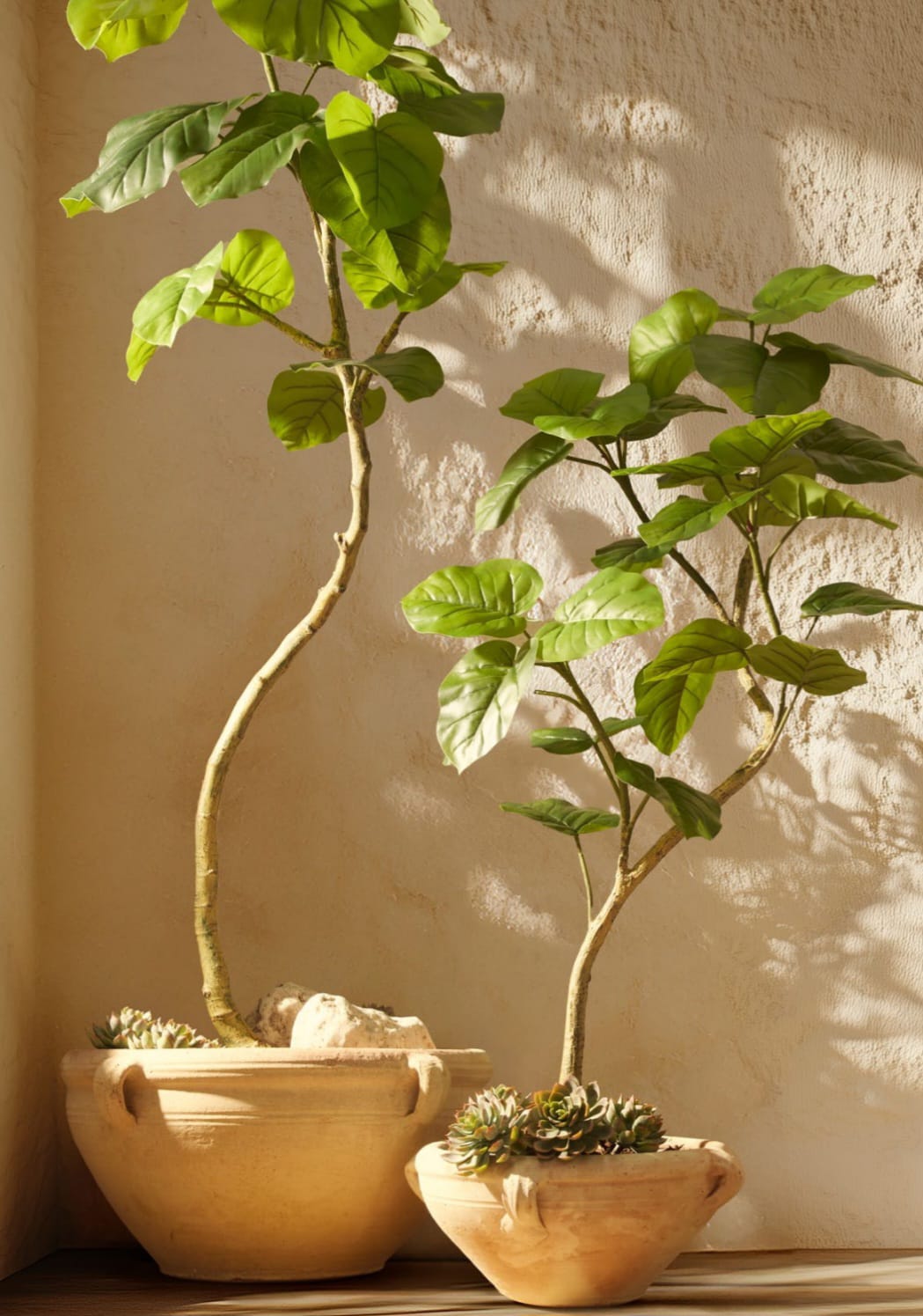 Piante